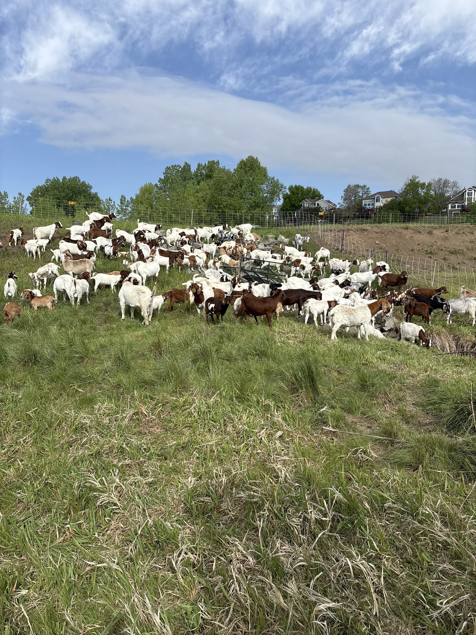 A wooded hillside covered with grass, and scattered with brown and white goats. They seem to interact among one another an...