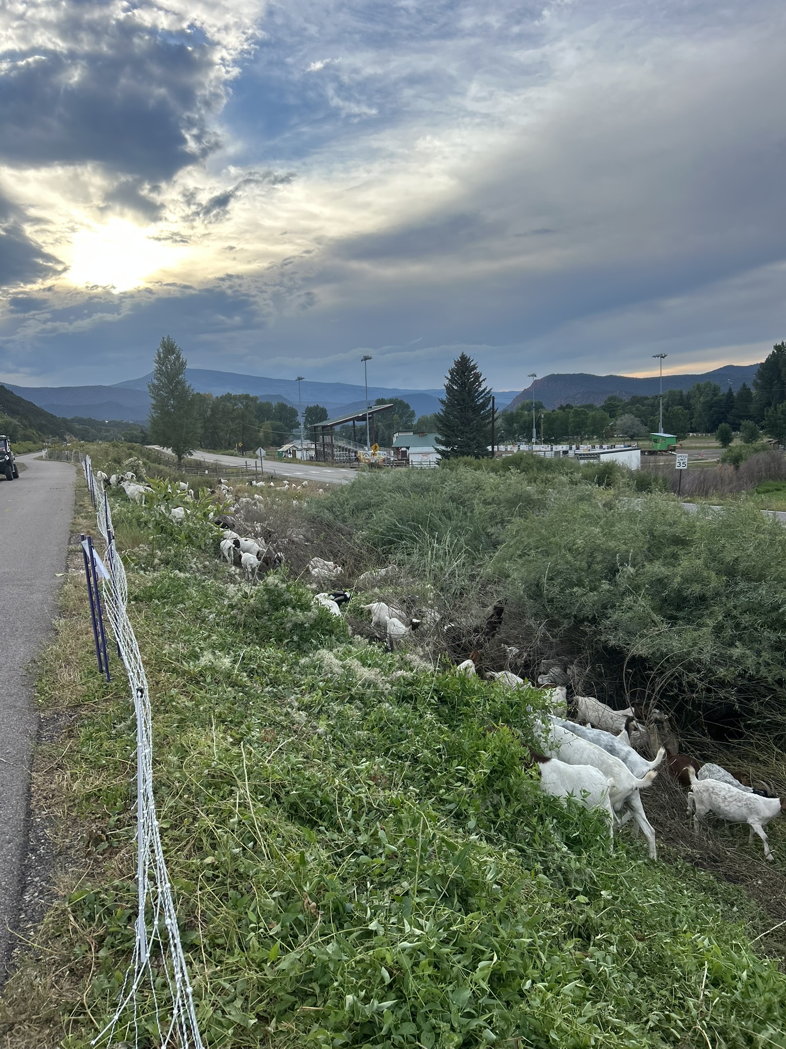 A herd of white goats stands with greenery behind a fence, with buildings seen further in the distance.