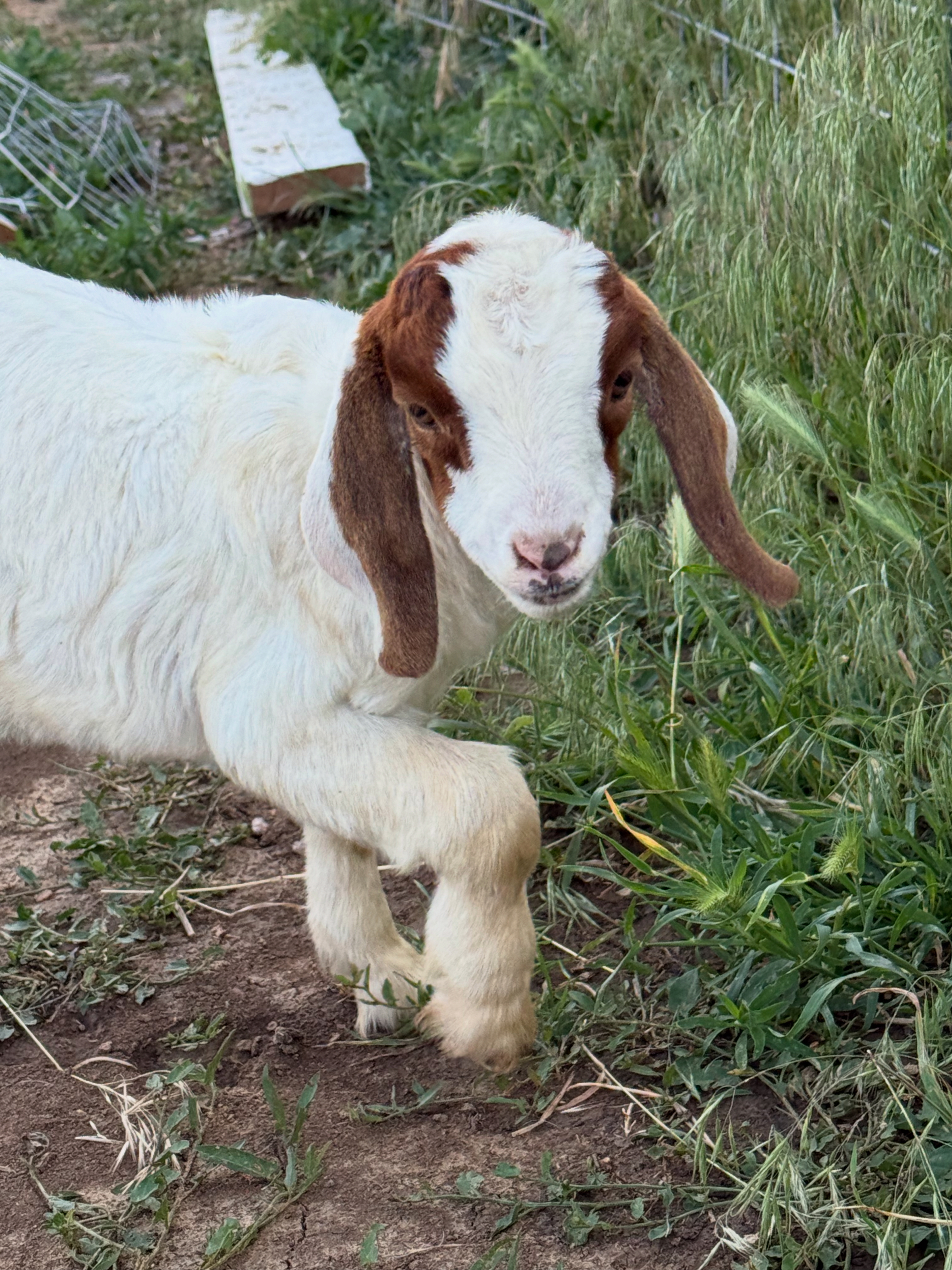 A white goat with brown ears, standing in a grassy area, likely on a farm or in a natural setting. The goat faces the came...