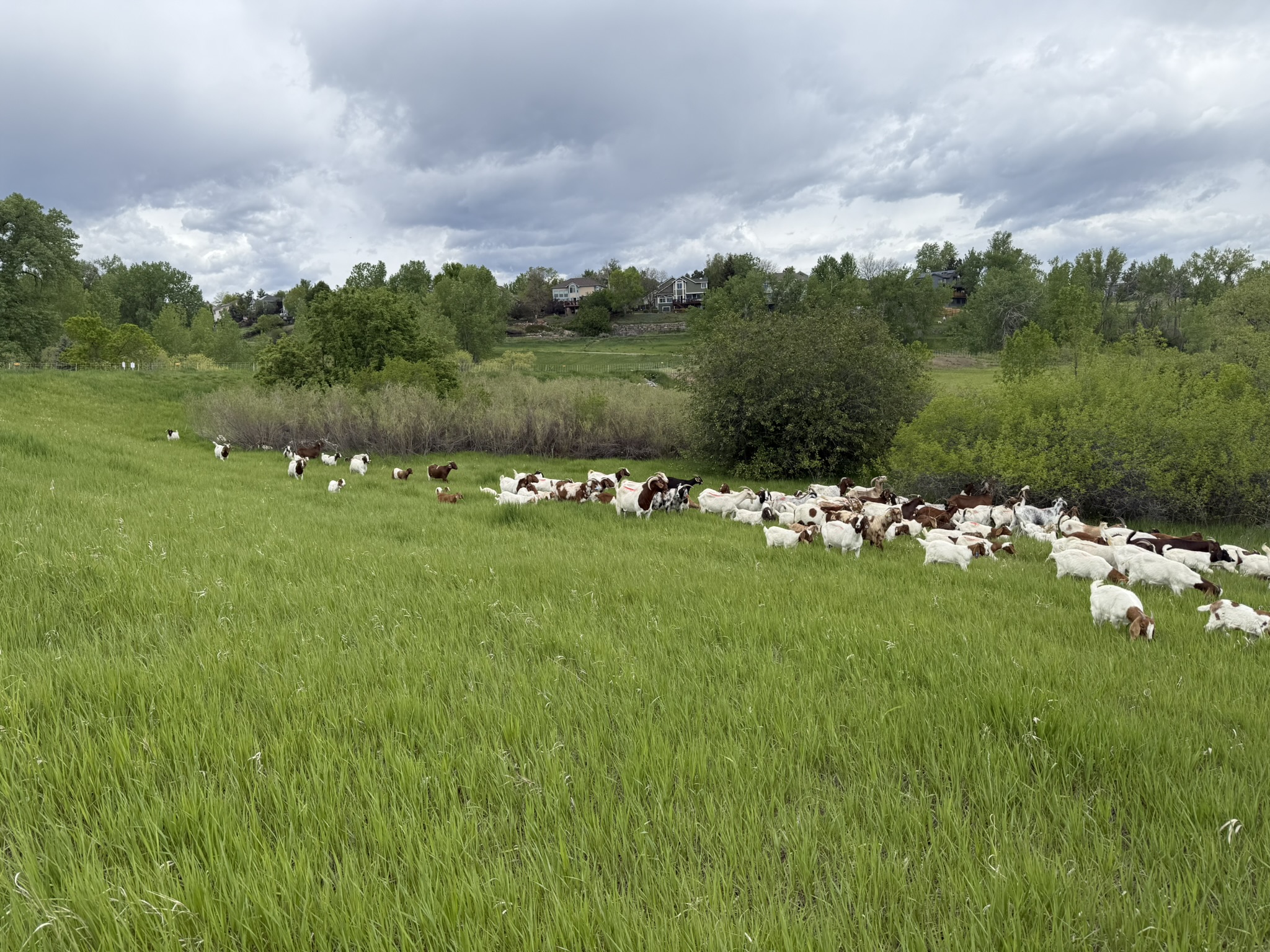 A herd of goats in a field with green grass.