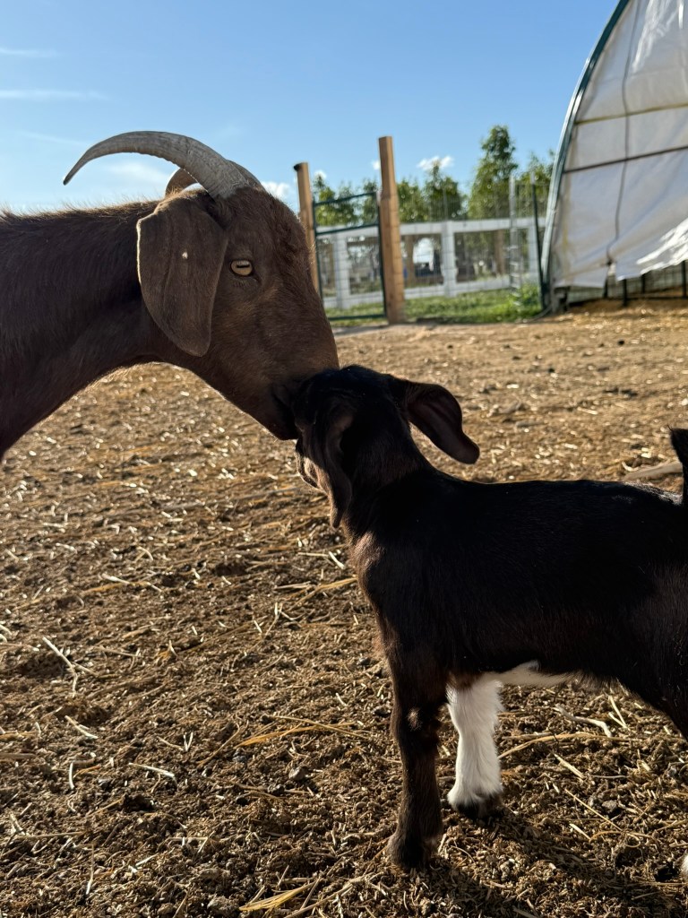 A baby goat is standing in a field, surrounded by straw, and looking towards a mature goat with horns. The background feat...