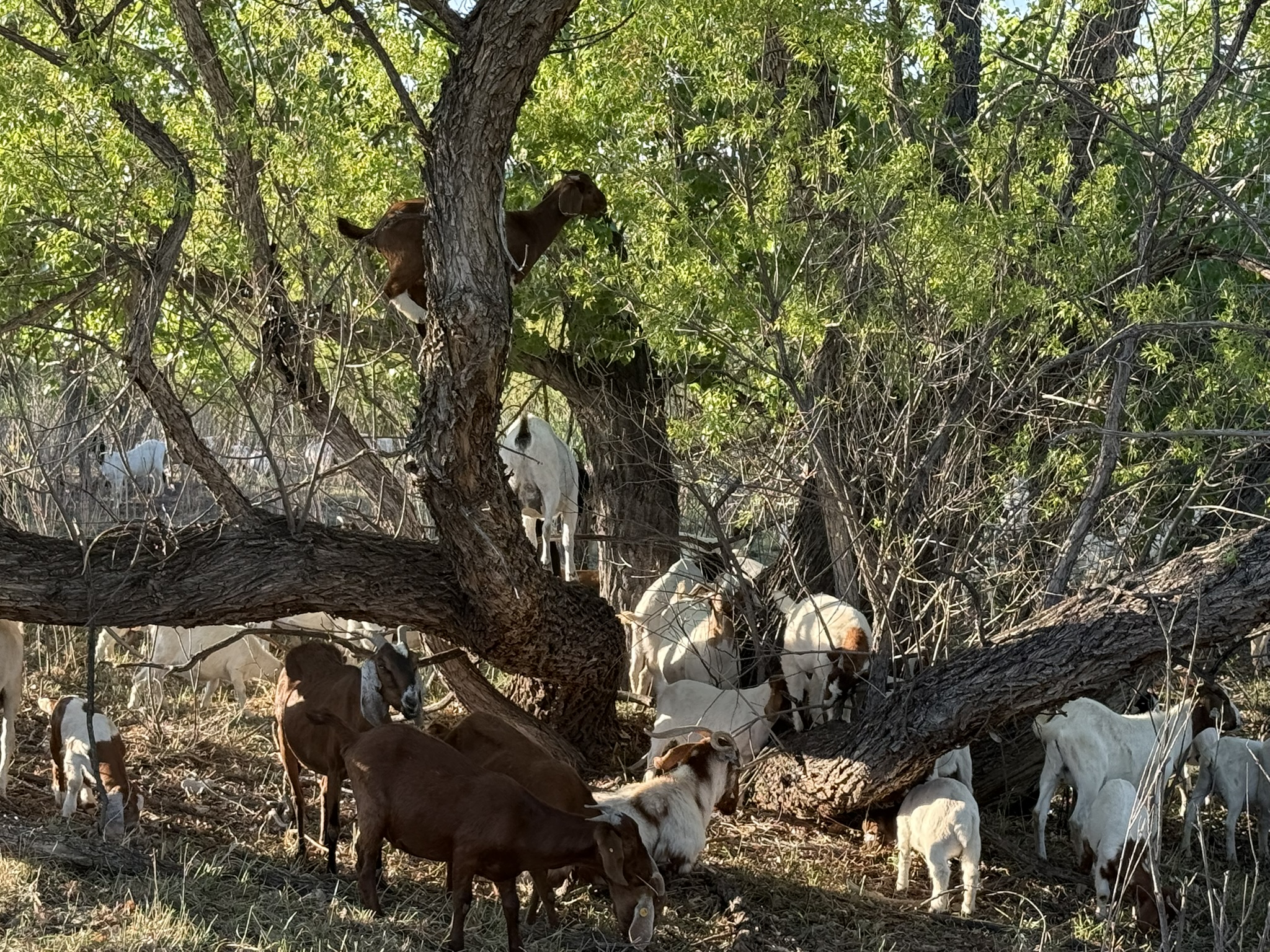 The image depicts a group of goats in the woods, with a large tree in the background.