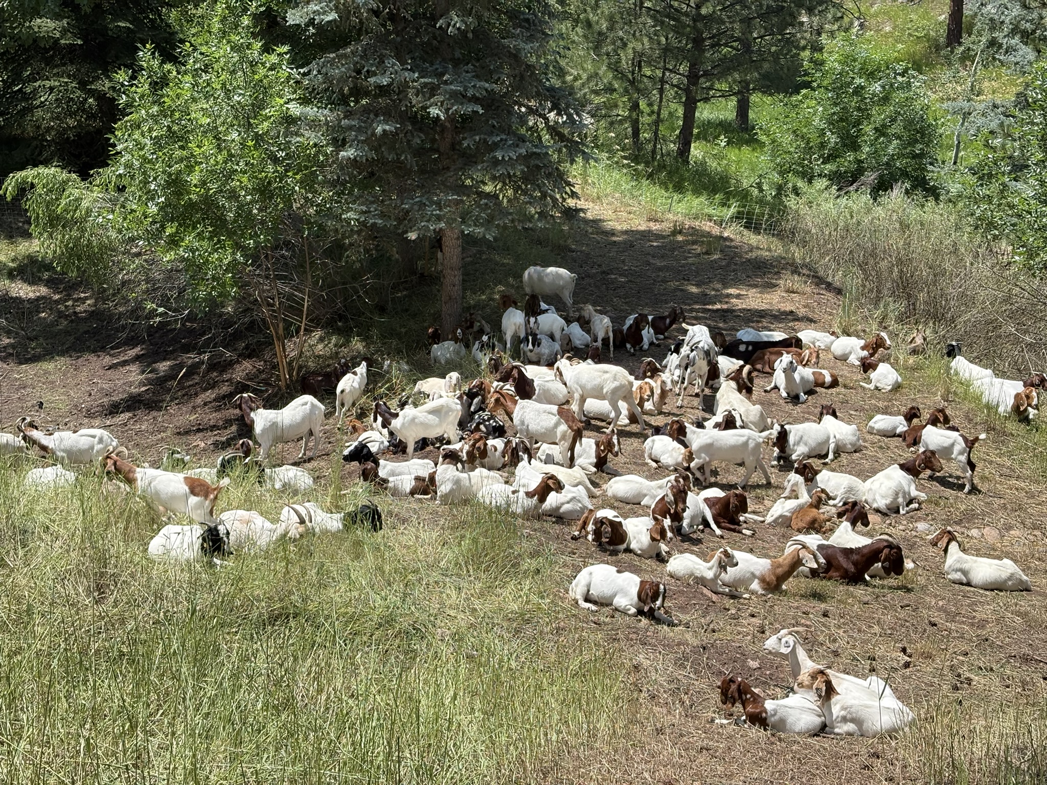 A large group of goats grazing in a wooded area on a sunny day. The goats have white fur with brown heads and brown or whi...