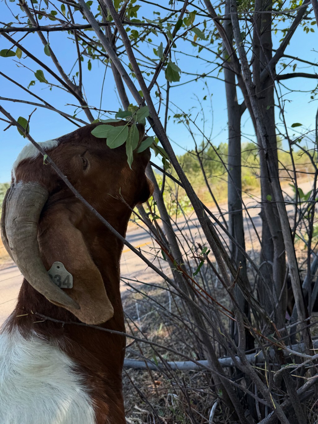 Meet the Eco-Lawnmowers: Your Favorite Trail Maintenance&nbsp;Crew