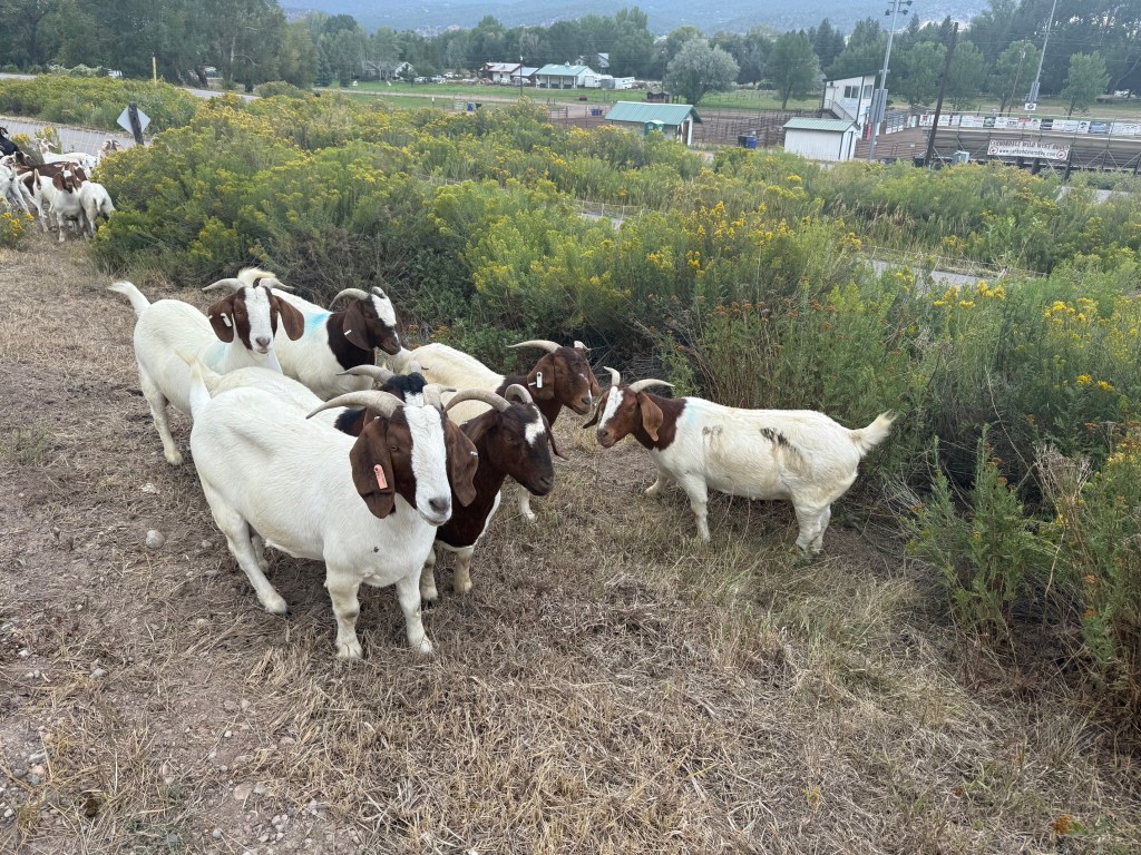 Getting to Know the Rio Grande Trail Goats: Boer, LaMancha, and&nbsp;Nubian