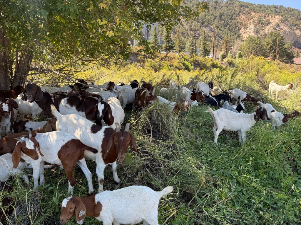 Ecological Interplay: Assessing the Impact of Fall Goat Grazing on Avian Populations Along the Rio Grande&nbsp;Trail