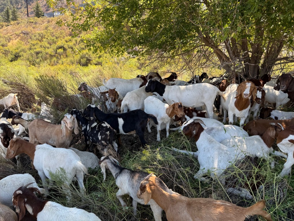 Grazing the Rio Grande Trail: Healthy Goat Foraging on a Busy&nbsp;Trail